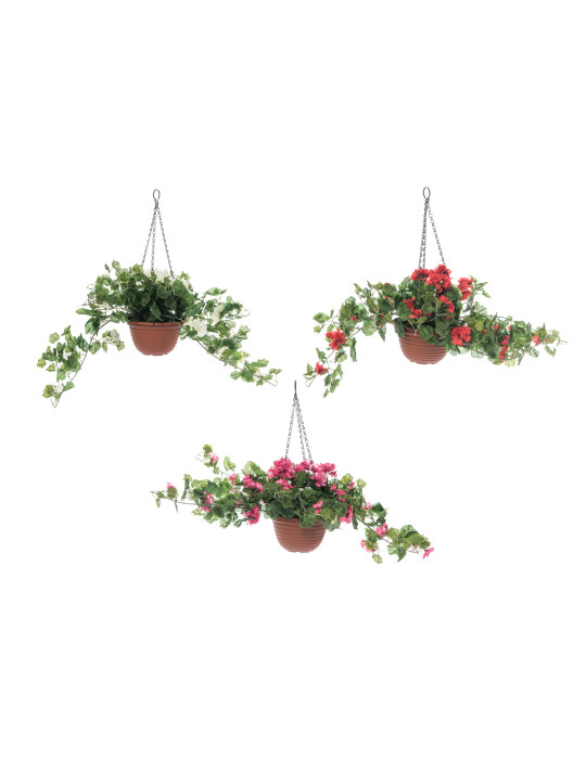 Pelargonia amppelissa silkkikukka