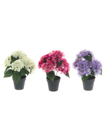 Hortensia ruukussa 30 cm