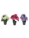 Hortensia ruukussa 30 cm