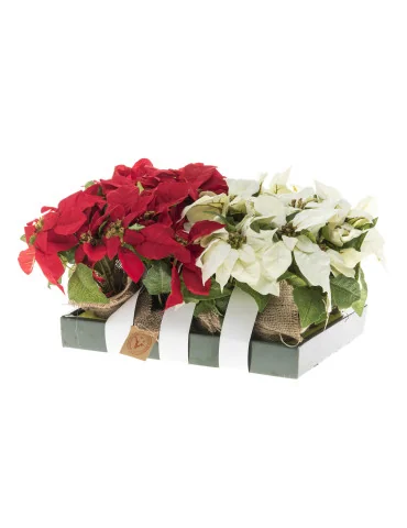 Joulutähti 3-kukan 23 cm 2