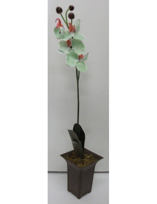 Orkidea 70 cm ruukussa