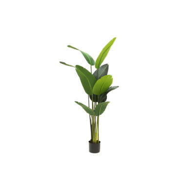 Kolibrikukka 150 cm 4Living