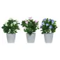 Aitoelämänlanka ruukussa 33 cm 4Living Aitoelämänlanka ruukussa 33 cm 4Living