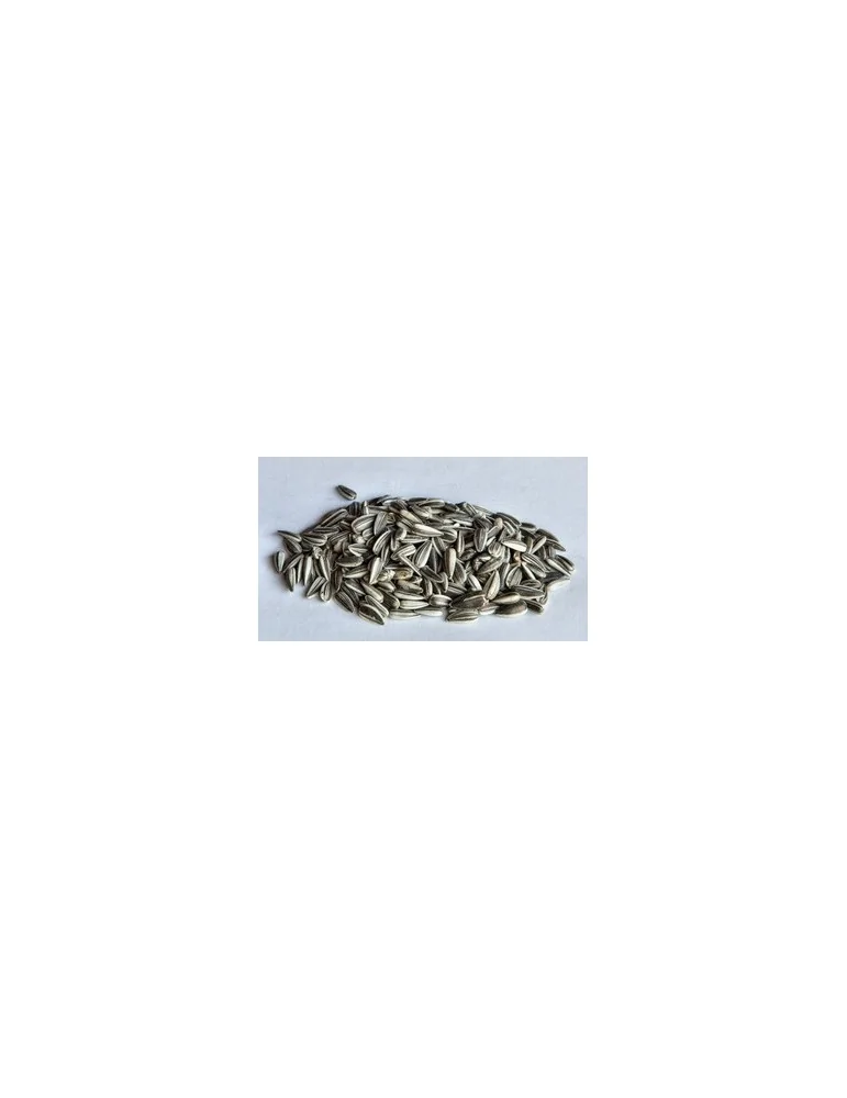 Auringonkukan siemenet 2,5 kg