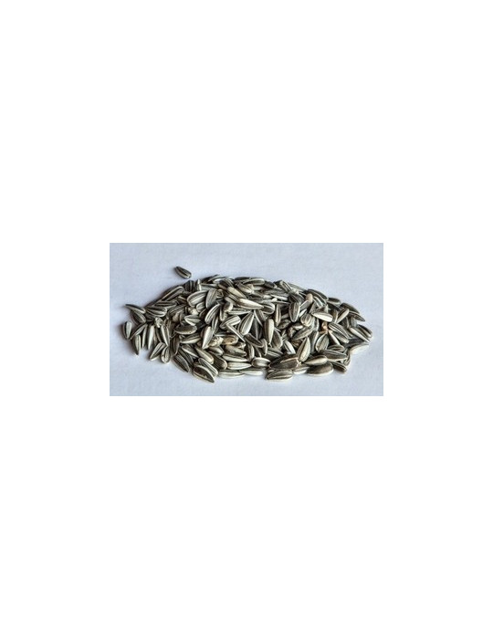 Auringonkukan siemenet 2,5 kg