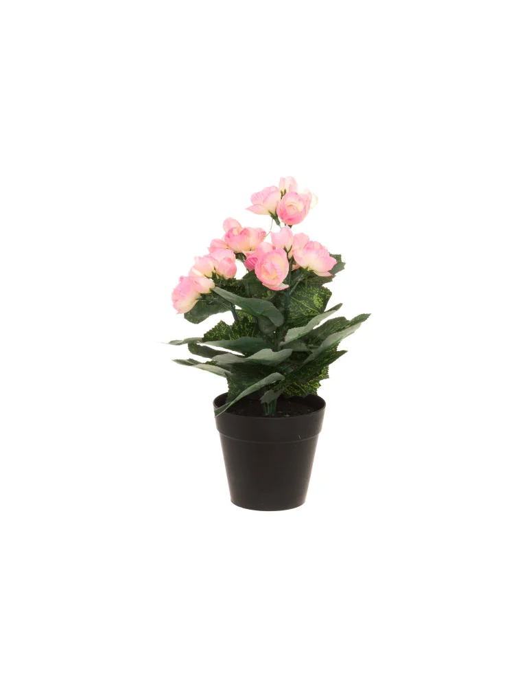 Begonia 28 cm, 4Living