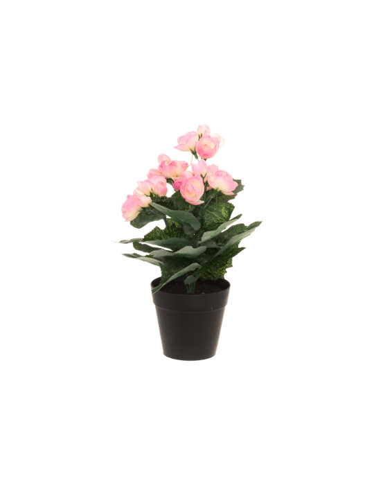 Begonia 28 cm, 4Living
