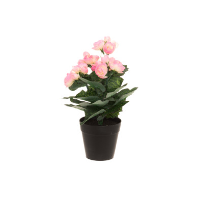 Begonia 28 cm, 4Living
