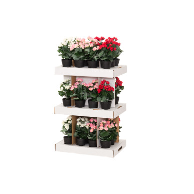 Begonia 28 cm, 4Living