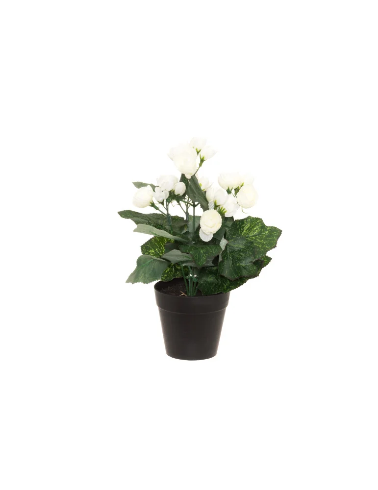 Begonia 28 cm, 4Living