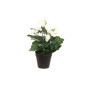 Begonia 28 cm, 4Living Begonia 28 cm, 4Living