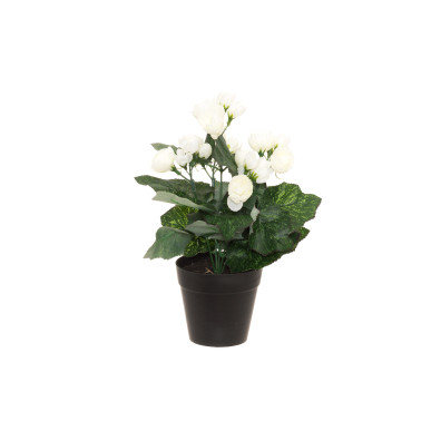 Begonia 28 cm, 4Living