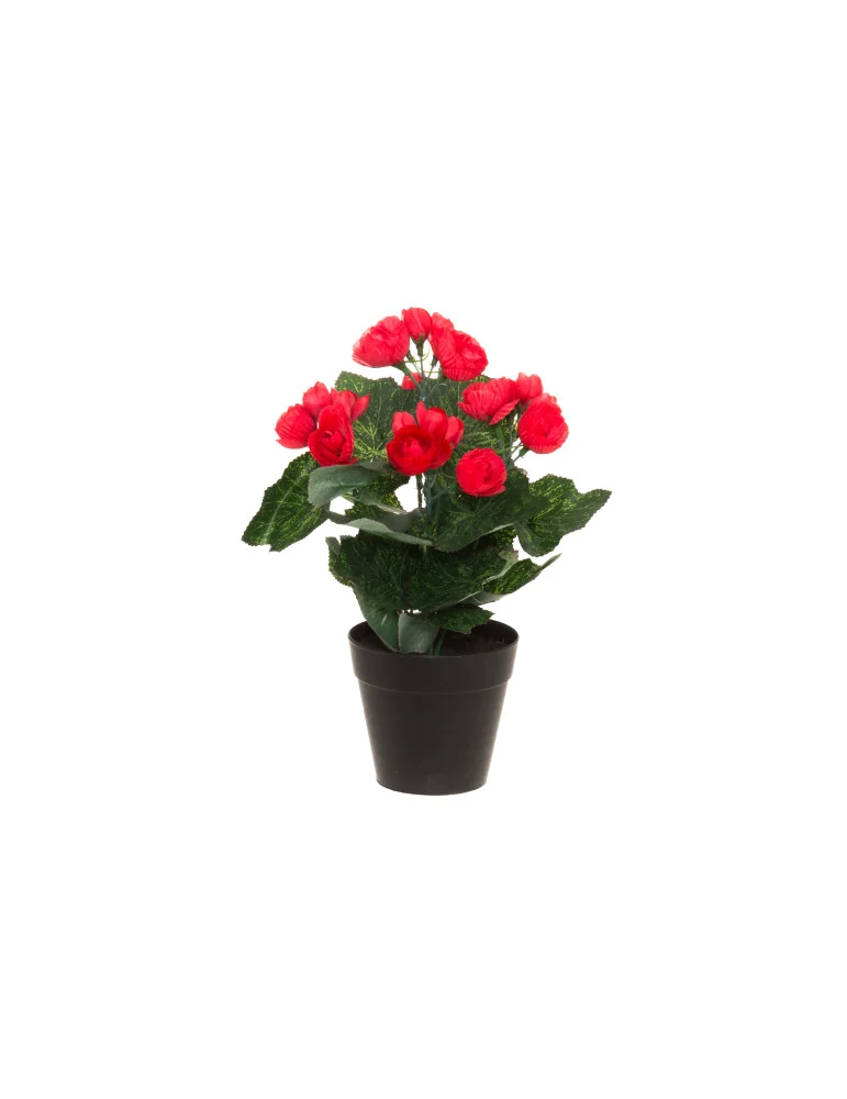 Begonia 28 cm, 4Living