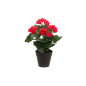 Begonia 28 cm, 4Living Begonia 28 cm, 4Living