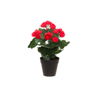 Begonia 28 cm, 4Living