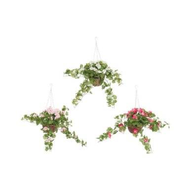 Pelargonia-amppeli, silkkikukka