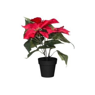 Joulutähti ruukussa punainen 30 cm Winteria