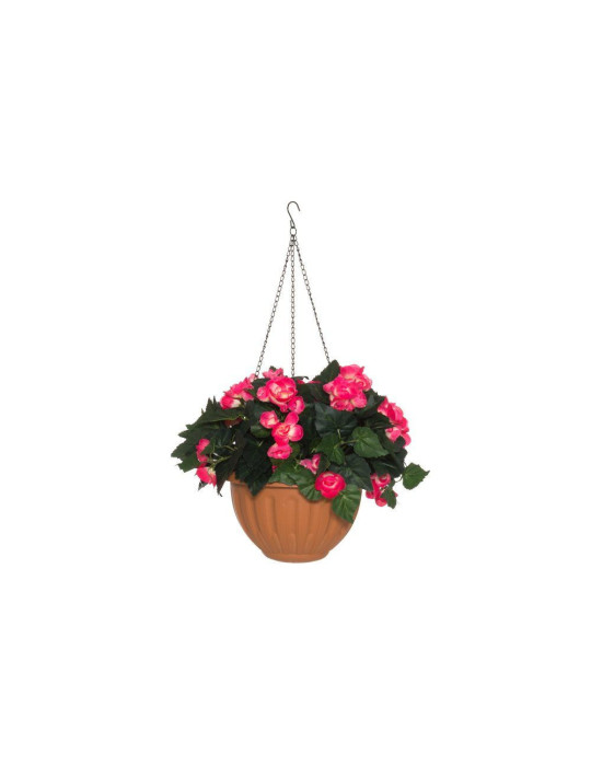 Begonia-amppeli pinkki