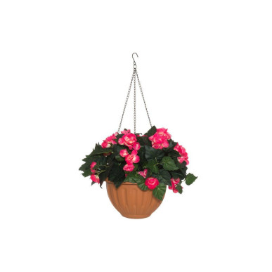 Begonia-amppeli pinkki