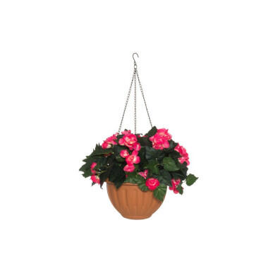 Begonia-amppeli pinkki