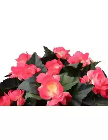 Begonia-amppeli pinkki 2
