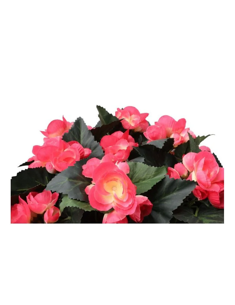 Begonia-amppeli pinkki
