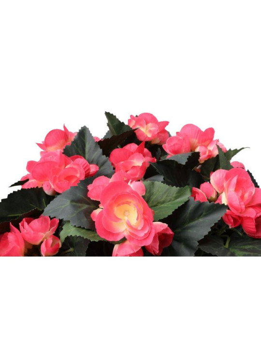 Begonia-amppeli pinkki