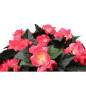 Begonia-amppeli pinkki Begonia-amppeli pinkki