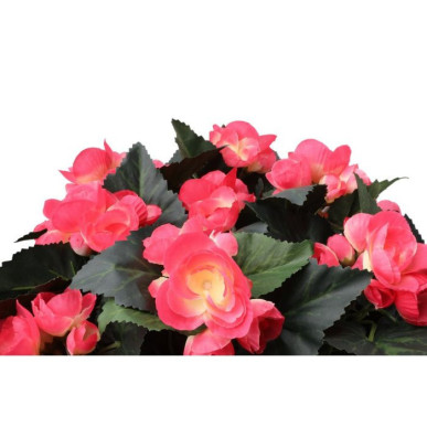 Begonia-amppeli pinkki